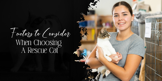 What To Look For When Choosing A Rescue Cat