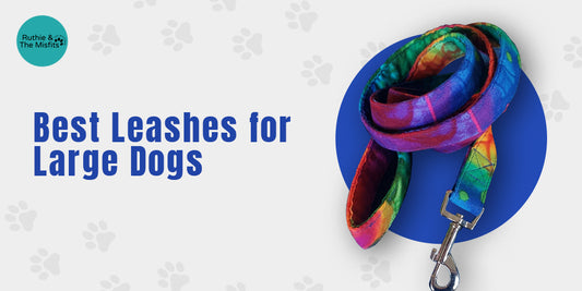 5 Best Leashes for Large Dogs
