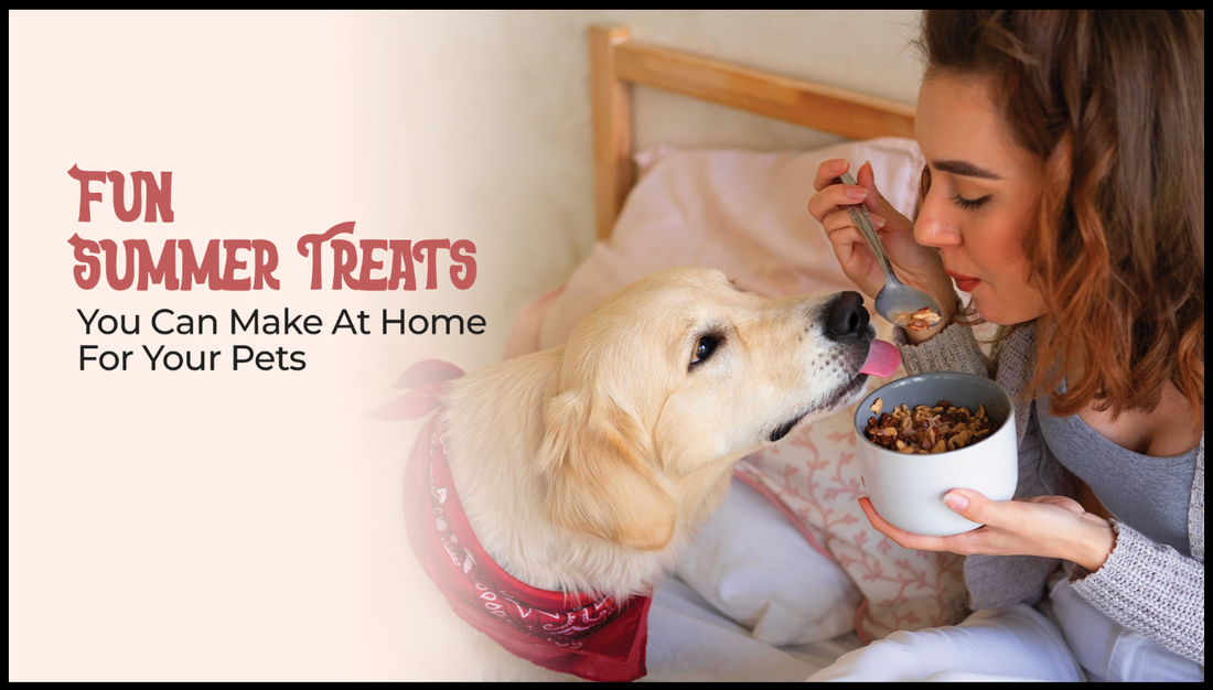 Fun Summer Treats You Can Make At Home For Your Pets