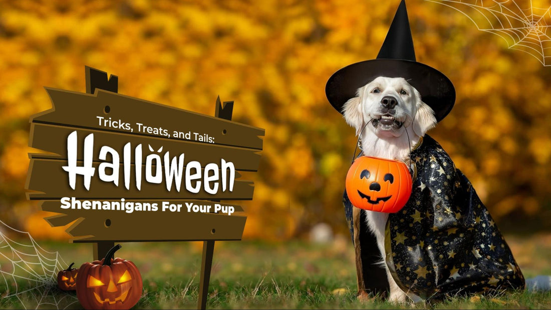 5 Adorable DIY Halloween Costumes for Your Four-Legged Friend