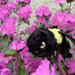 Ruffian Bumblebee